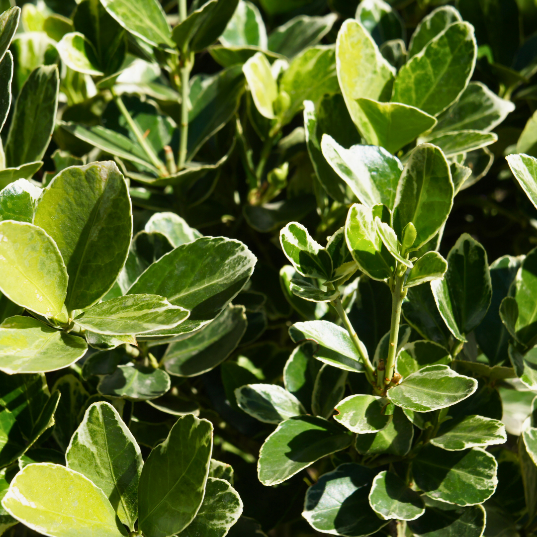Euonymus President Gauthier | 2L Pot