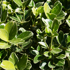 Euonymus President Gauthier | 2L Pot
