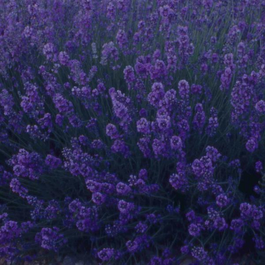 Lavender Dark Blue | 2L Pot