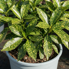 Aucuba Japonica Crotonifolia Gold Dust Spotted Laurel, Hardy Evergreen Shade Shrub, 7.5L Root-Ball
