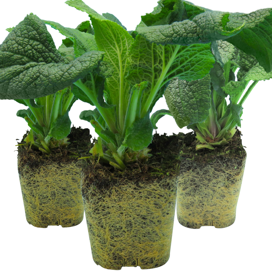 Foxglove White, Ready to Plant in Your Garden, 1L Rootballs
