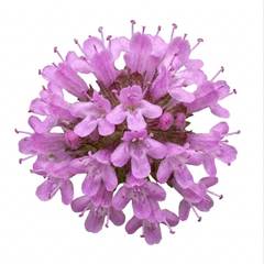 Thymus citriodorus ‘Doone Valley’ Thyme Herb Plants, Hardy Perennial Culinary Herb, Outdoor Garden Ready, 1 Litre Root-Ball