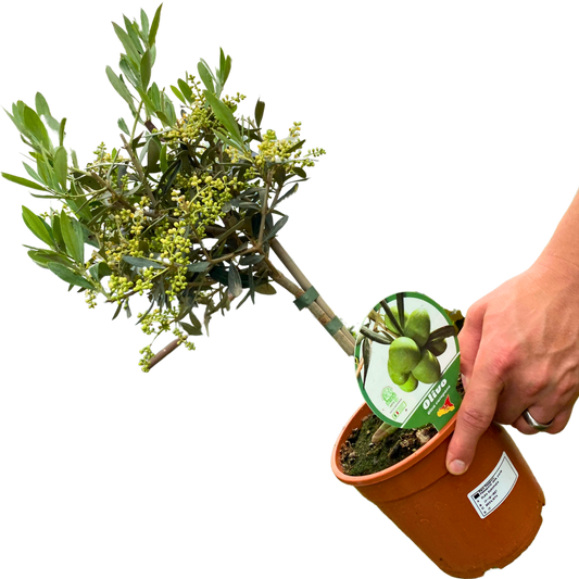 Mini Olive Tree