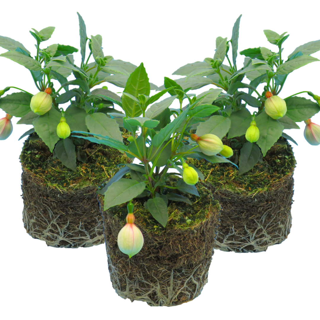 Fuchsia Diva White and Violet | 3 or 6 1L Pots