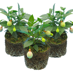 Fuchsia Diva White and Violet | 3 or 6 1L Pots