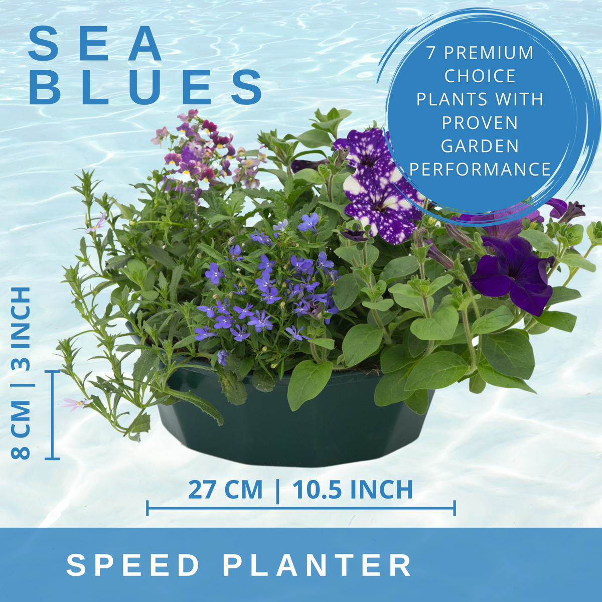 7 Colour Coordinated Plants - Sea Blues Theme Speedplanter, Garden Ready