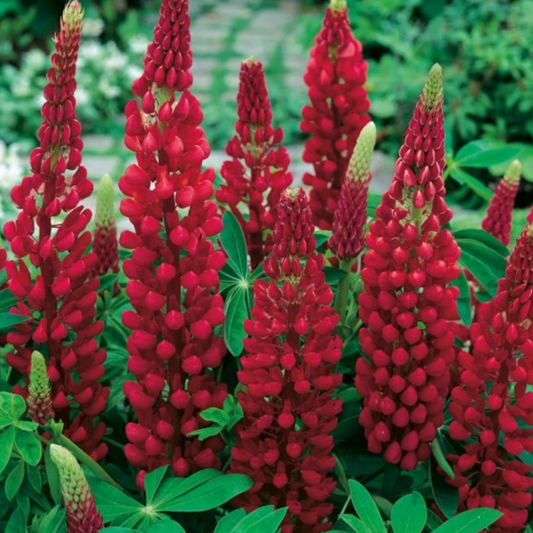Lupin Legendary Red Shades | 2L Pot