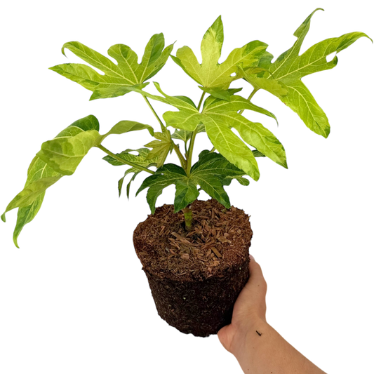 Fatsia Camouflage | 3L Pots