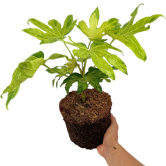 Fatsia Camouflage | 3L Pots