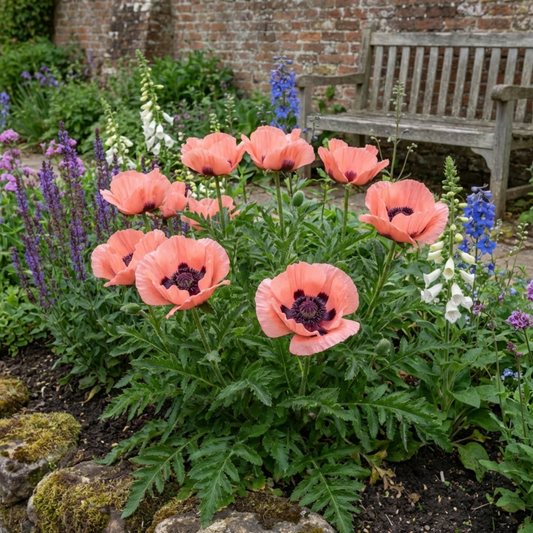 Papaver Orientale Victoria Louise Hardy Perennial Poppy Plants, Outdoor Garden Ready, 1 Litre Root-Ball