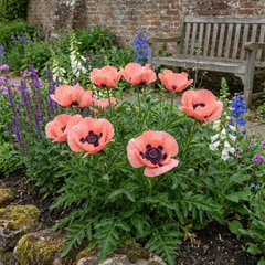 Papaver Orientale Victoria Louise Hardy Perennial Poppy Plants, Outdoor Garden Ready, 1 Litre Root-Ball
