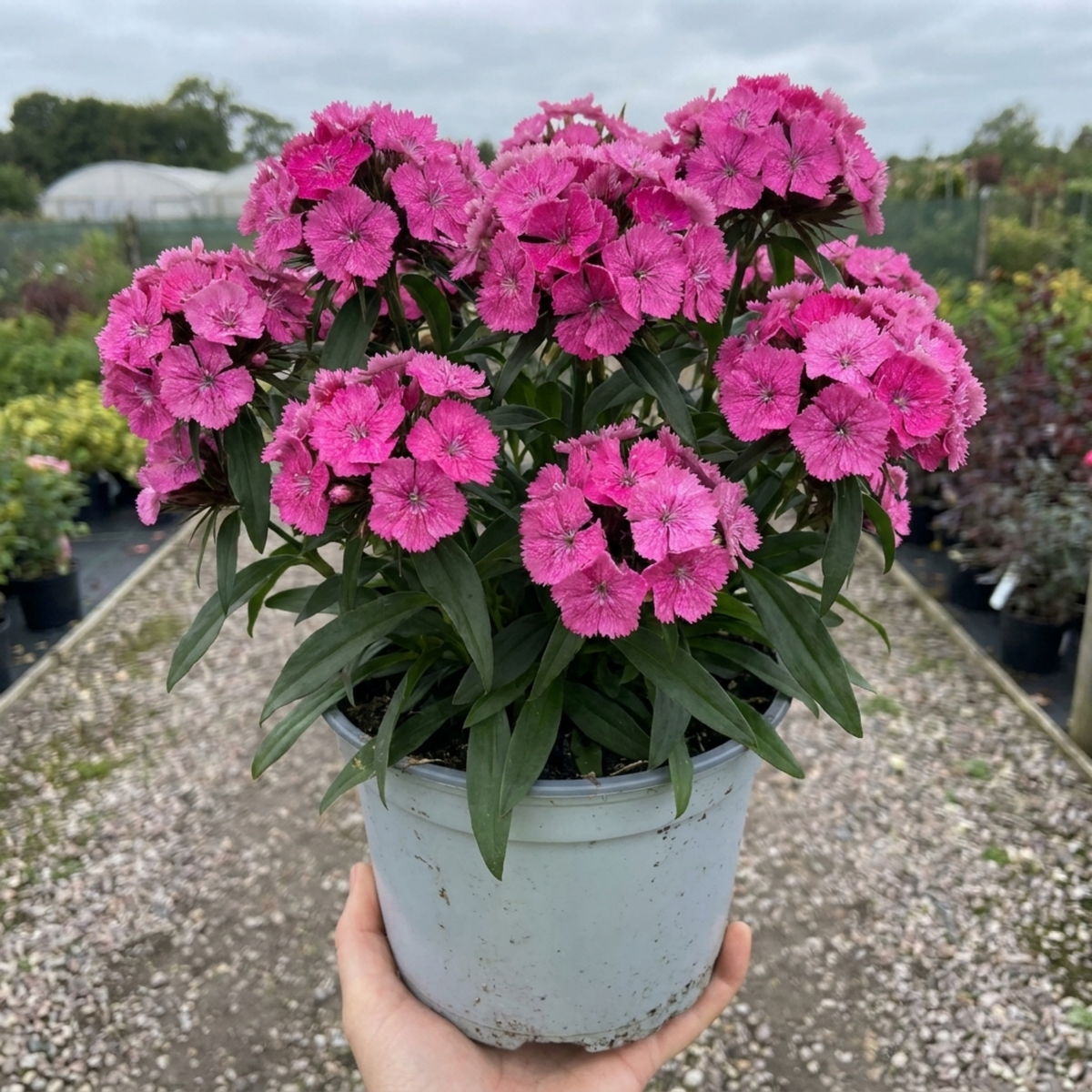 1 Cocktail Pink Dianthus Cosmopolitan Plant, Hardy Summer Perennial, Outdoor Garden Ready, 5 Litre Root Ball