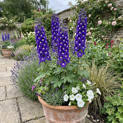 Set of 3 or 6 Delphinium Pacific Giants King Arthur Hardy Perennial Plants, Tall Cottage Garden Flowers, Outdoor Garden Ready, 1 Litre Root-Ball