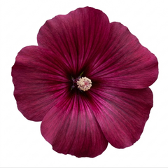 Lavatera Burgundy Wine Tree Mallow, Hardy Perennial Flowering Shrub for Cottage Garden, 2L Root-Ball