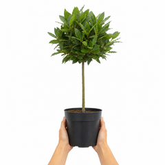 3L Bay Tree 60-70cm, Culinary Evergreen, Nursery Pots