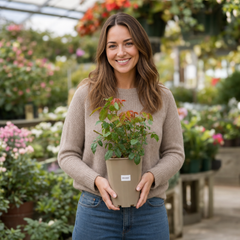 3Ltr Orange Patio Rose Plant, Hardy Bush, Nursery Pots