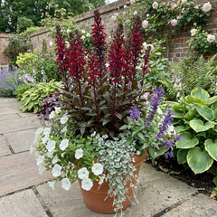 Lobelia Starship Burgundy Upright Hardy Perennial Plants, Outdoor Garden Ready, 1 Litre Root Ball