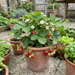Strawberry Loran Variety, Outdoor Garden Ready, 1L