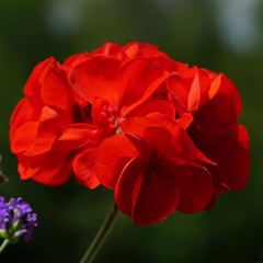 Geranium Toscana Mylena | 3 or 6 1L Pots
