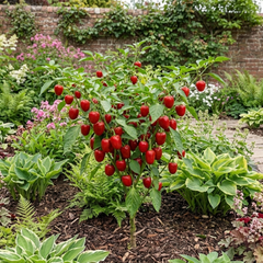 1 Large Plant - Grow Your Own Sweet Pepper Snack Red, Outdoor Garden Ready