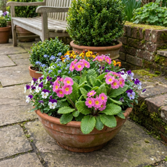 Primrose Strawberry, Ready to Plant in Your Garden, Peat Free