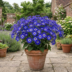 Senetti Kobalt Blue Pericallis Daisy Plant, Vibrant Outdoor Summer Bedding, 17cm Root Ball