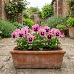 Hardy Pansy Plants Pink with Blotch, Garden Ready Spring & Autumn Flowering, 3Ltr Root Ball