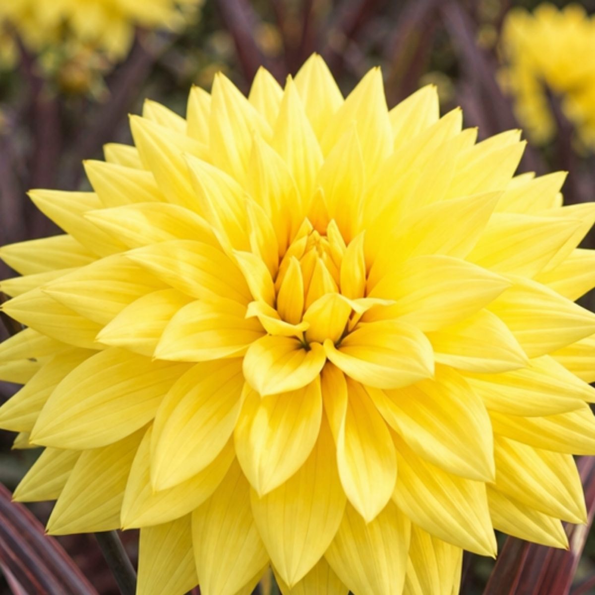 1 Large Plant - Dahlia Maggiore Yellow, Ready to Plant in Your Garden, 3L Pot