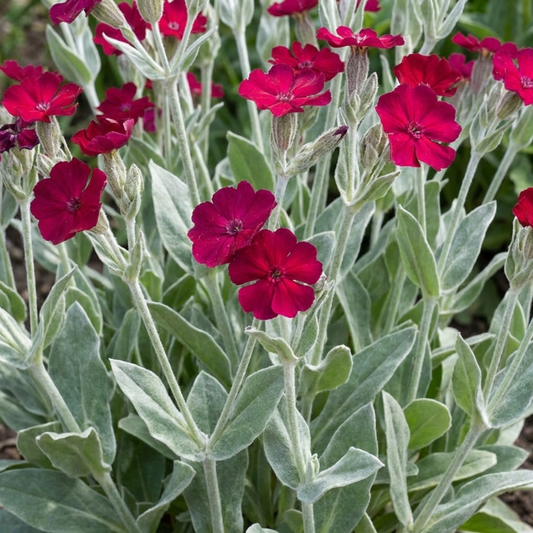 Set of 3 or 6 Lychnis atrosanguinea Hardy Perennial Plants, Summer Flowering, Bee-Friendly Cottage Garden Plant, 1L Root Ball