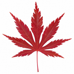 3 Litre Red Acer Tree, Japanese Maple Plant, Nursery Pots