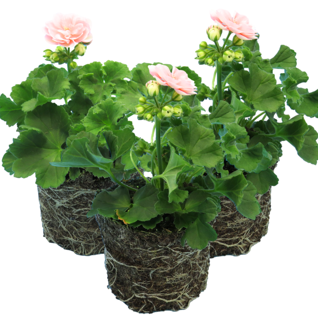 Geranium Zonale Rosebud Astrid | 3 or 6 1L Pots