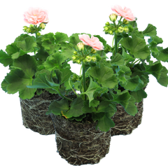 Geranium Zonale Rosebud Astrid | 3 or 6 1L Pots