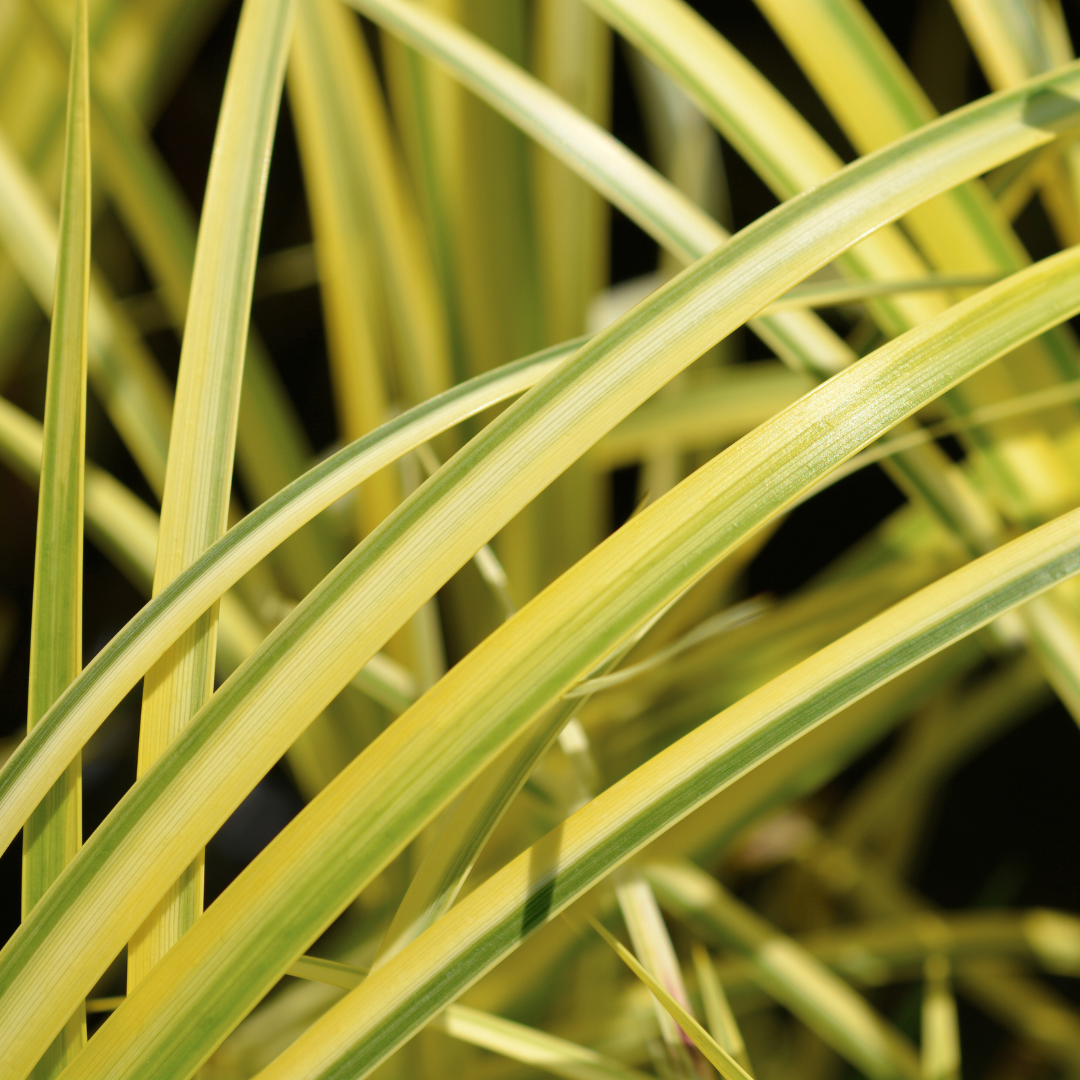 Acorus Ogon | 2L Pots