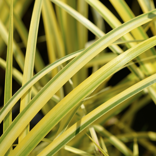 Acorus Ogon | 2L Pots