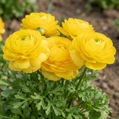 Ranunculus Vortex Lemonade Persian Buttercup Plants, Hardy Yellow Perennials, Spring & Autumn Flowering, Outdoor Garden Ready, 1 Litre Root-Ball