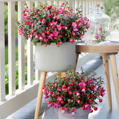 Fuchsia Bella Susanna | 3 or 6 1L Pots
