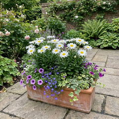 Set of 3 or 6 Leucanthemum Madonna White Shasta Daisy Plants, Hardy Perennial, 11cm or 1L Root Ball