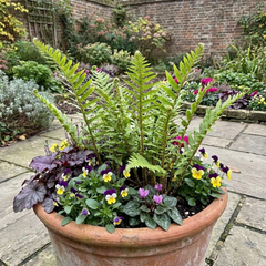 Scaly Male Fern Dryopteris Cristata Plants, Hardy Evergreen Perennial, 1 Litre Root-Ball