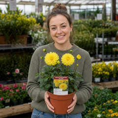 1 Large Plant - Dahlia Maggiore Yellow, Ready to Plant in Your Garden, 3L Pot