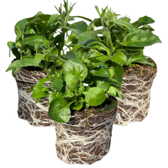 3 Large Lobelia Plants - Sweet Springs Dark Blue, Ready to Plant in Your Garden
