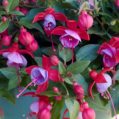 Fuchsia Bella Lydia | 3 or 6 1L Pots