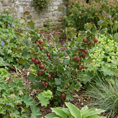 Gooseberry Murcurines Plant, Self Fertile Hardy Fruit Bush for Garden, 17cm Root-Ball