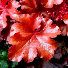 Heuchera Boysenberry | 2L Pot