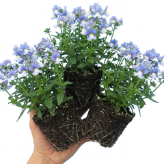 Nemesia Nuvo Blue, Ready to Plant in Your Garden