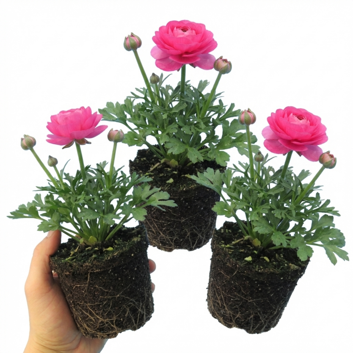 Ranunculus Vortex Hot Pink Persian Buttercup Plants, Spring Flowering, Outdoor Garden Ready, 1 Litre Root-Ball