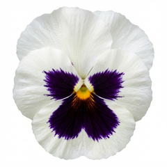 Pansy White with Blotch Plants, Hardy Spring & Autumn Flowering Bedding, Litre Root Ball