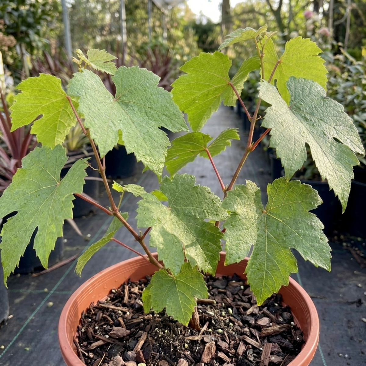 1 Superior Seedless White Grape Vine Plant, Hardy Outdoor Garden Ready, 3 Litre Root-Ball