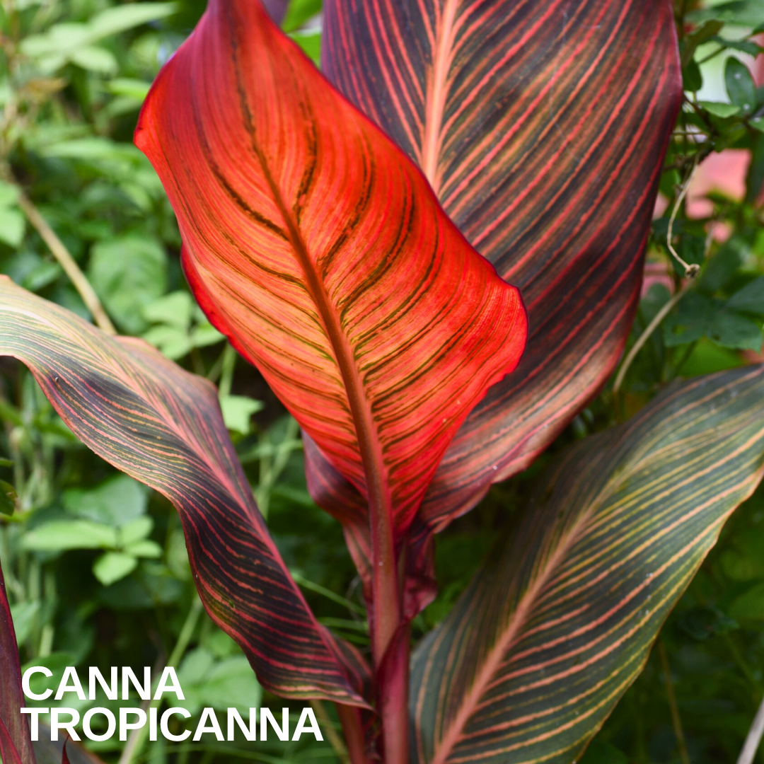 Verdant Living Canna Tropicanna Live Plant in 3L Pot. Tropical Canna Lily with Multicoloured Foliage & Summer Flowers. Well Established Plant. Suitable for Patios, Borders, Containers & Garden Beds
