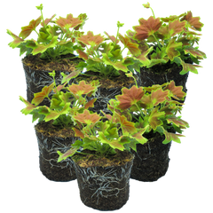 Geranium Pelgardini Lotusland | 3 or 6 1L Pots