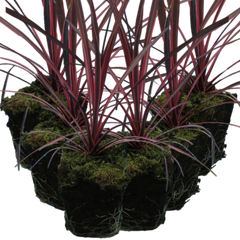 Charlie Boy | 3 or 6 1L Pots